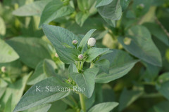 Spilanthes acmella
